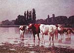 Watering Cattle